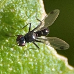 Parapalaeosepsis plebeia (Ant fly) at Casey, ACT - 27 Apr 2024 by Hejor1