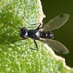 Parapalaeosepsis plebeia at Casey, ACT - 27 Apr 2024 12:18 PM