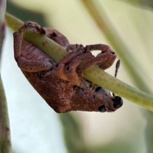 Gonipterus sp. (genus) at Casey, ACT - 27 Apr 2024