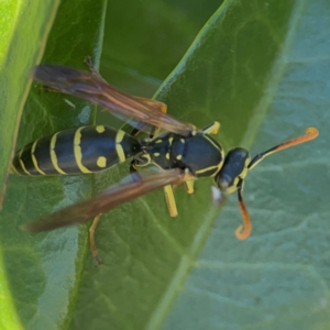 Polistes (Polistes) chinensis at Casey, ACT - 27 Apr 2024