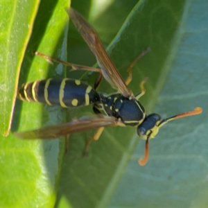 Polistes (Polistes) chinensis at Casey, ACT - 27 Apr 2024