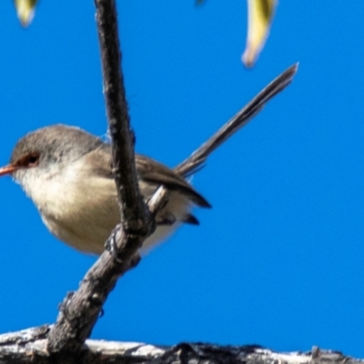 Malurus assimilis (Purple-backed Fairywren) at Wilcannia, NSW - 30 Jul 2022 by Petesteamer