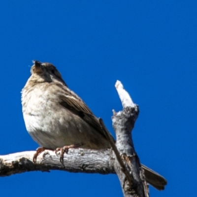 Passer domesticus (House Sparrow) at Wilcannia, NSW - 30 Jul 2022 by Petesteamer