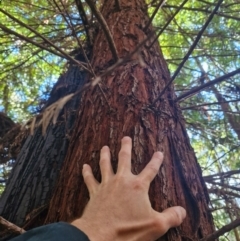 Sequoiadendron giganteum (Giant Sequoia, Giant Redwood) at Lower Cotter Catchment - 27 Apr 2024 by Jackoserbatoio