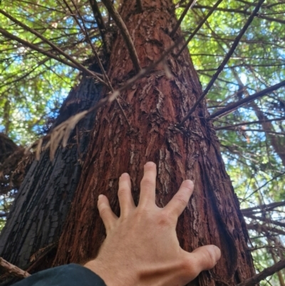 Sequoiadendron giganteum (Giant Sequoia, Giant Redwood) at Lower Cotter Catchment - 27 Apr 2024 by Jackserbatoioactgov