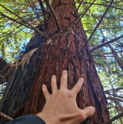 Sequoiadendron giganteum (Giant Sequoia, Giant Redwood) at Lower Cotter Catchment - 27 Apr 2024 by Jackoserbatoio