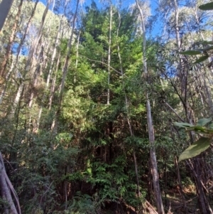 Sequoiadendron giganteum at Lower Cotter Catchment - 27 Apr 2024 02:18 PM