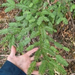 Sequoiadendron giganteum at Lower Cotter Catchment - 27 Apr 2024 02:18 PM