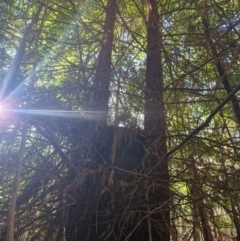 Sequoiadendron giganteum at Lower Cotter Catchment - 27 Apr 2024 02:18 PM