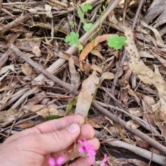 Oxalis articulata (Shamrock) at Uriarra Village, ACT - 27 Apr 2024 by Jackserbatoioactgov