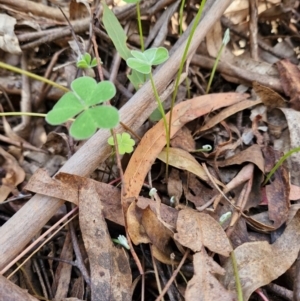 Oxalis articulata at Lower Cotter Catchment - 27 Apr 2024