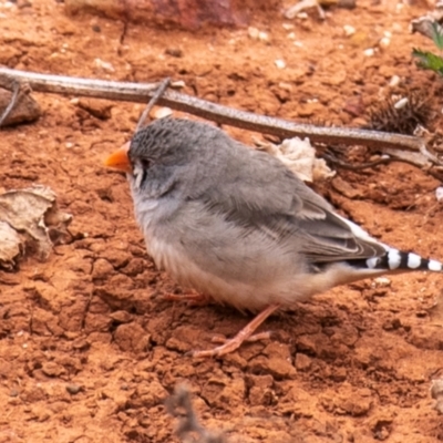 Taeniopygia guttata (Zebra Finch) at White Cliffs, NSW - 31 Jul 2022 by Petesteamer