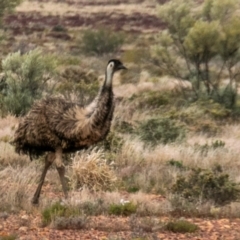 Dromaius novaehollandiae (Emu) at White Cliffs, NSW - 31 Jul 2022 by Petesteamer