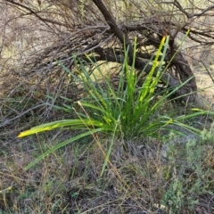 Lomandra longifolia (Spiny-headed Mat-rush, Honey Reed) at The Pinnacle - 27 Apr 2024 by sangio7