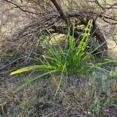 Lomandra longifolia (Spiny-headed Mat-rush, Honey Reed) at Hawker, ACT - 27 Apr 2024 by sangio7