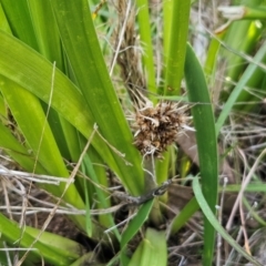 Lomandra longifolia at The Pinnacle - 27 Apr 2024 02:36 PM