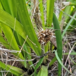 Lomandra longifolia at The Pinnacle - 27 Apr 2024 02:36 PM