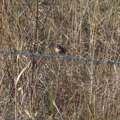 Carduelis carduelis (European Goldfinch) at Wodonga - 27 Apr 2024 by KylieWaldon