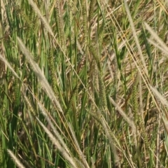 Setaria parviflora (Slender Pigeon Grass) at Wodonga - 26 Apr 2024 by KylieWaldon