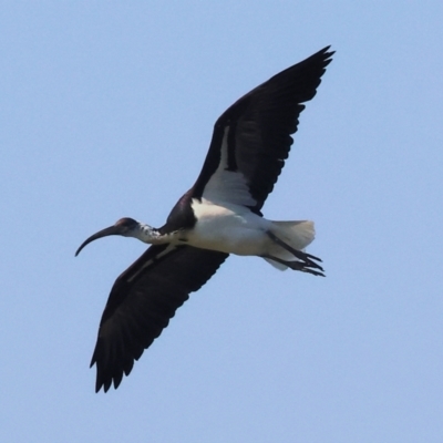 Threskiornis spinicollis (Straw-necked Ibis) at Wodonga - 26 Apr 2024 by KylieWaldon