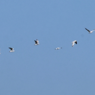 Chroicocephalus novaehollandiae (Silver Gull) at Wodonga - 27 Apr 2024 by KylieWaldon