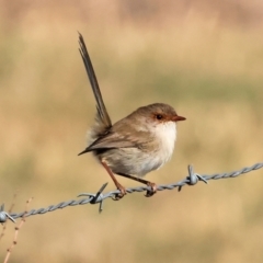 Malurus cyaneus (Superb Fairywren) at Wodonga - 27 Apr 2024 by KylieWaldon