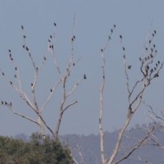 Sturnus vulgaris (Common Starling) at Wodonga - 27 Apr 2024 by KylieWaldon