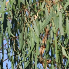 Eucalyptus bridgesiana (Apple Box) at Wodonga - 27 Apr 2024 by KylieWaldon