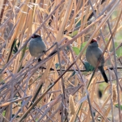 Neochmia temporalis (Red-browed Finch) at Wodonga - 27 Apr 2024 by KylieWaldon