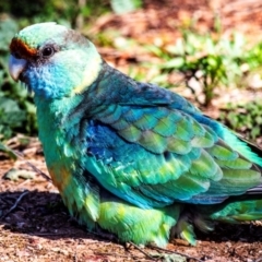 Barnardius zonarius (Australian Ringneck) at Cubba, NSW - 1 Aug 2022 by Petesteamer