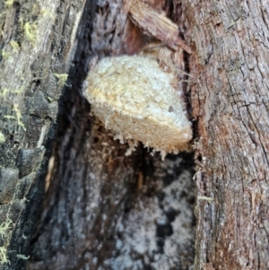 Laetiporus portentosus at QPRC LGA - 27 Apr 2024