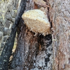 Laetiporus portentosus at QPRC LGA - 27 Apr 2024