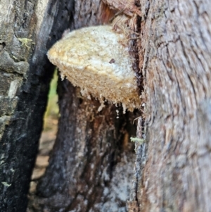 Laetiporus portentosus at QPRC LGA - 27 Apr 2024