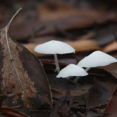 Unidentified Fungus at Brunswick Heads, NSW - 24 Mar 2024 by macmad