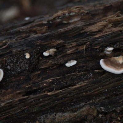 Unverified Fungus at Brunswick Heads, NSW - 25 Mar 2024 by macmad