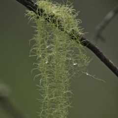 Unidentified Lichen, Moss or other Bryophyte at Brunswick Heads, NSW - 24 Mar 2024 by macmad