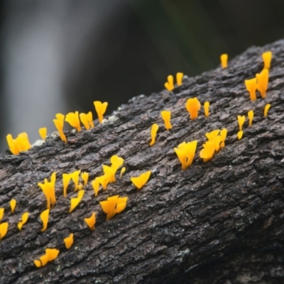 Unidentified Fungus at Brunswick Heads, NSW - 24 Mar 2024 by macmad