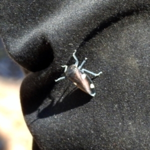 Eurymela distincta at Stony Creek - 27 Apr 2024 02:05 PM