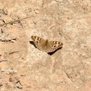 Junonia villida at Stony Creek - 27 Apr 2024 01:10 PM