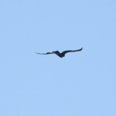 Aquila audax (Wedge-tailed Eagle) at Stony Creek - 27 Apr 2024 by KMcCue