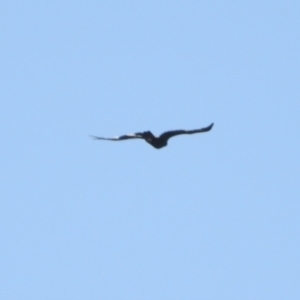 Aquila audax at Stony Creek - 27 Apr 2024