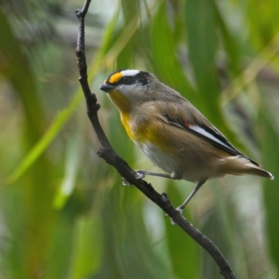 Pardalotus striatus (Striated Pardalote) at Wallum - 25 Mar 2024 by macmad