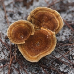 Unverified Fungus at Wallum - 26 Mar 2024 by macmad