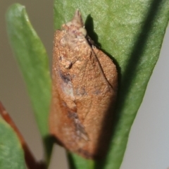 Epiphyas postvittana (Light Brown Apple Moth) at GG91 - 27 Apr 2024 by LisaH