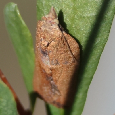 Epiphyas postvittana (Light Brown Apple Moth) at GG91 - 27 Apr 2024 by LisaH