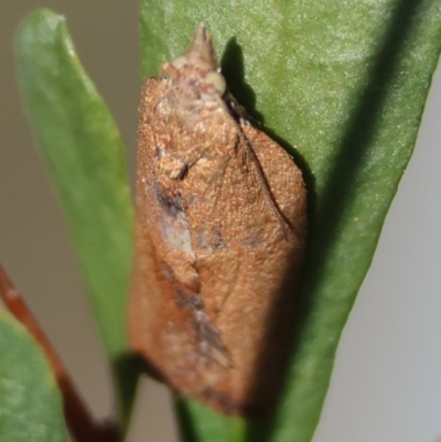 Epiphyas postvittana (Light Brown Apple Moth) at Red Hill to Yarralumla Creek - 27 Apr 2024 by LisaH