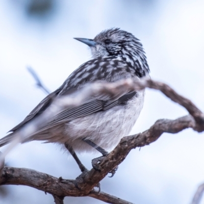 Plectorhyncha lanceolata (Striped Honeyeater) at Cobar, NSW - 2 Aug 2022 by Petesteamer