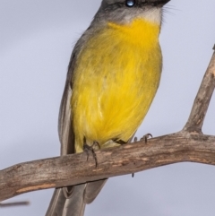 Eopsaltria australis (Eastern Yellow Robin) at Cobar, NSW - 2 Aug 2022 by Petesteamer