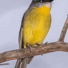 Eopsaltria australis (Eastern Yellow Robin) at Cobar, NSW - 2 Aug 2022 by Petesteamer
