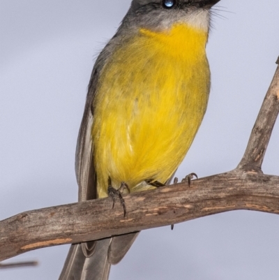 Eopsaltria australis (Eastern Yellow Robin) at Cobar, NSW - 2 Aug 2022 by Petesteamer